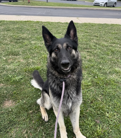 SAMPSON - German Shepherd available for adoption