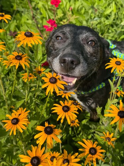 LUCA - Mixed Breed, Medium (up to 44 lbs fully grown) / Mix available for adoption