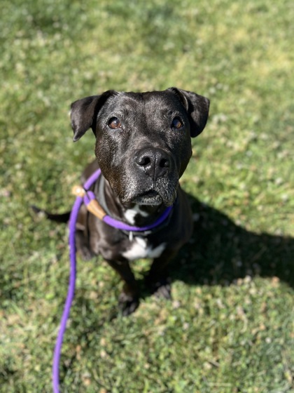 HOLLY - Pit Bull Terrier / Mix available for adoption