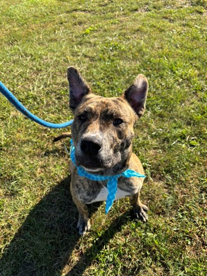 DUTCH - Mixed Breed, Large (over 44 lbs fully grown) / Mix for adoption in Columbus