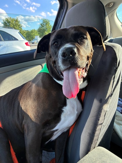PAIGE - American Pit Bull Terrier / Mastiff available for adoption