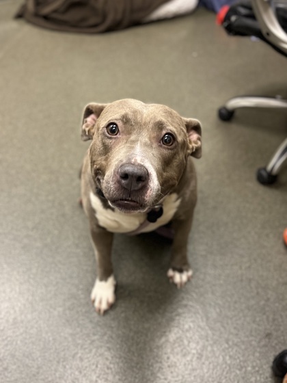 FATIMA - American Pit Bull Terrier / Mix available for adoption