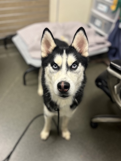 BANDIT - Siberian Husky / Mix available for adoption