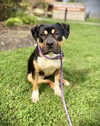 HEIDI - Pit Bull Terrier / Mix available for adoption