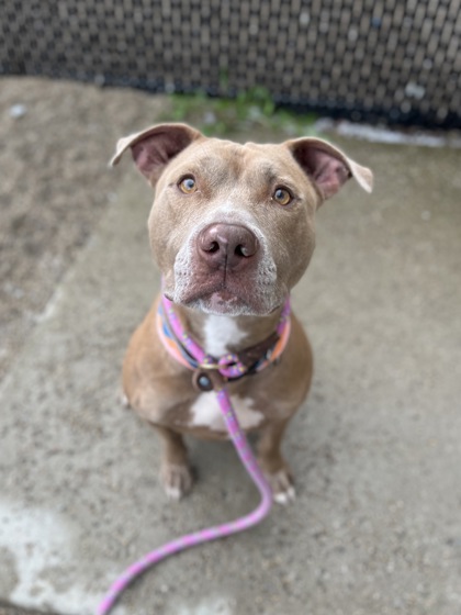 BENSON - American Pit Bull Terrier / Mix available for adoption
