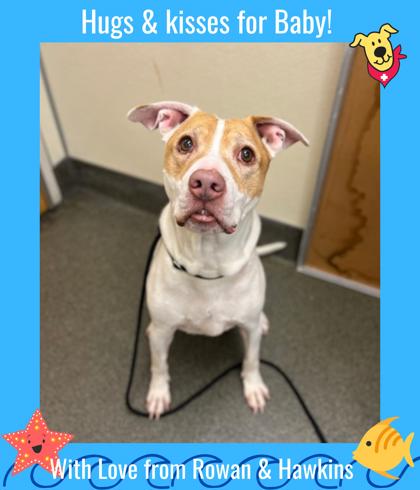 BABY - Pit Bull Terrier / Mix available for adoption