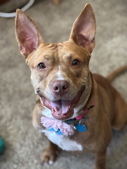 NALA - Pit Bull Terrier / Mix available for adoption