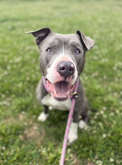 ARIES - American Pit Bull Terrier / Mix available for adoption