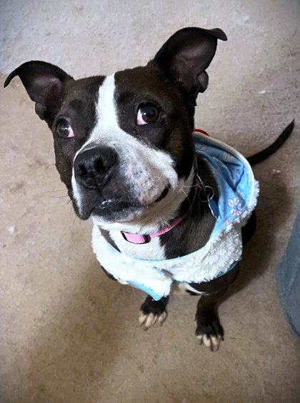FRANNIE - American Pit Bull Terrier / Mix available for adoption