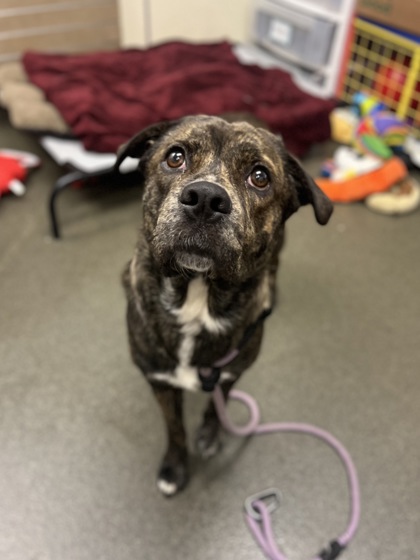 DUFFY - Mixed Breed, Large (over 44 lbs fully grown) / Mix available for adoption