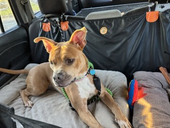 JOLLY RANCHER - American Pit Bull Terrier / Mix available for adoption