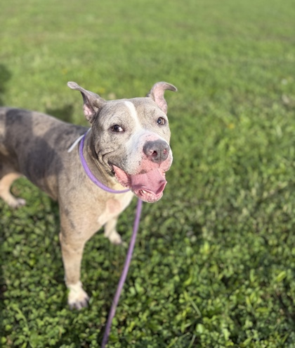 CHEYENNE - American Pit Bull Terrier / Mix for adoption in Columbus