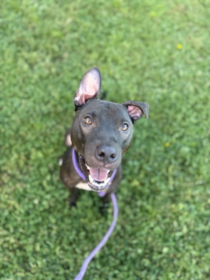 CRASHOUT - American Pit Bull Terrier / Mix available for adoption