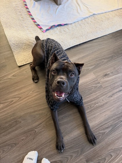 BALOO - Cane Corso / Mix available for adoption