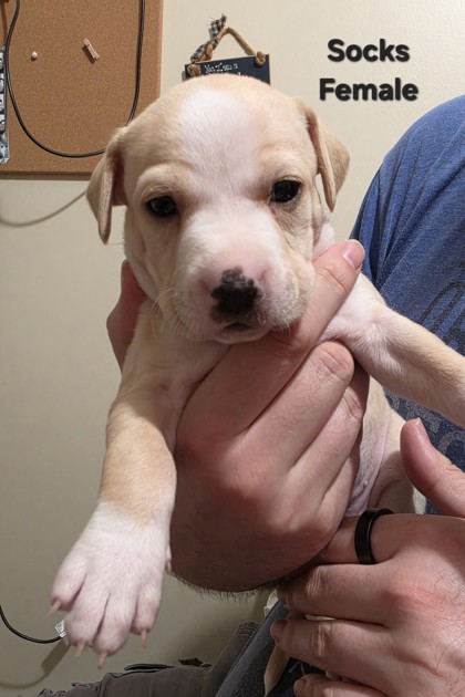 SOCKS(PUP 8)