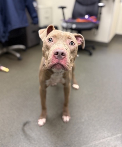 HUDSON - American Pit Bull Terrier / Mix available for adoption