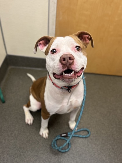 ZEUS - Pit Bull Terrier / Mix available for adoption