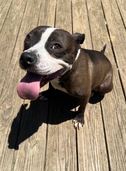 FRANNIE - American Pit Bull Terrier / Mix available for adoption