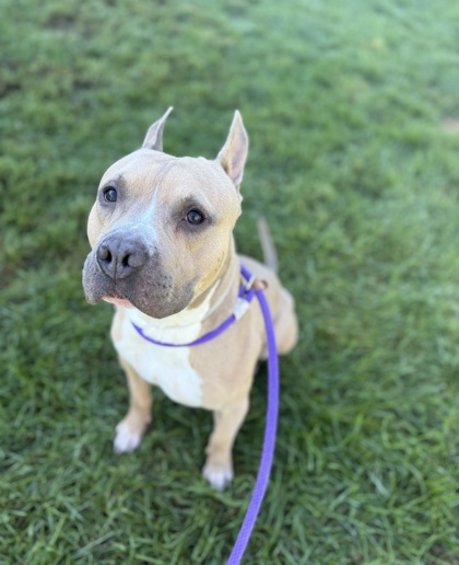 YOSHI - American Pit Bull Terrier / Mix available for adoption