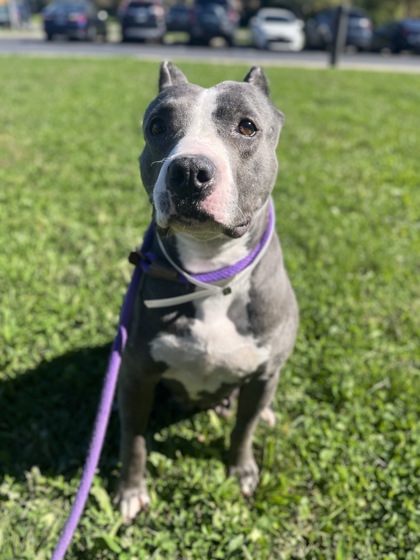 ASHLEY - Pit Bull Terrier / Mix available for adoption