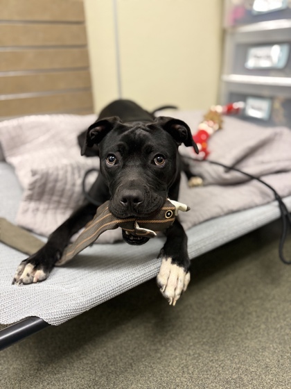 ECHO - Mixed Breed, Large (over 44 lbs fully grown) / Mix available for adoption