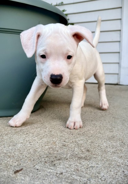 ATHENA - Pit Bull Terrier / Mix available for adoption