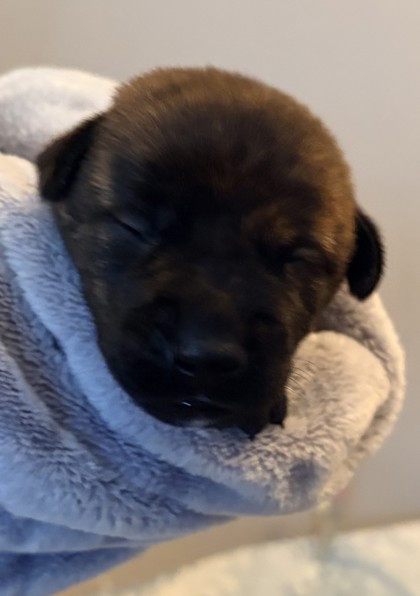 FENNEL - Mixed Breed, Large (over 44 lbs fully grown) / Mix for adoption in Columbus