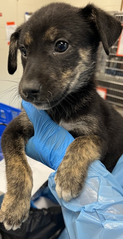 TRIXIE - Mixed Breed, Medium (up to 44 lbs fully grown) / Mix available for adoption