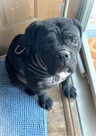 MARINA - Mastiff / Mix available for adoption