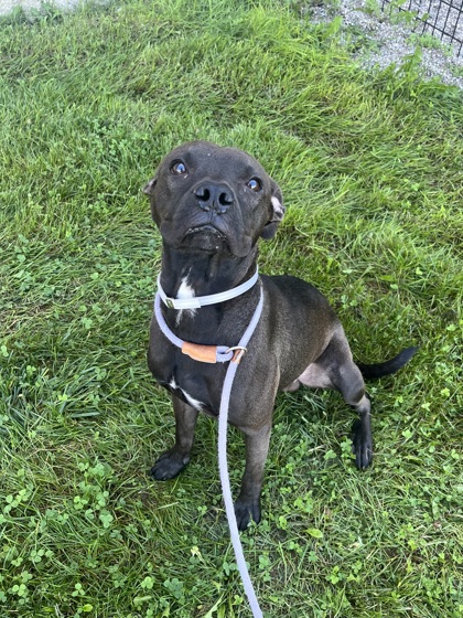 MALCOLM - Pit Bull Terrier / Mix available for adoption