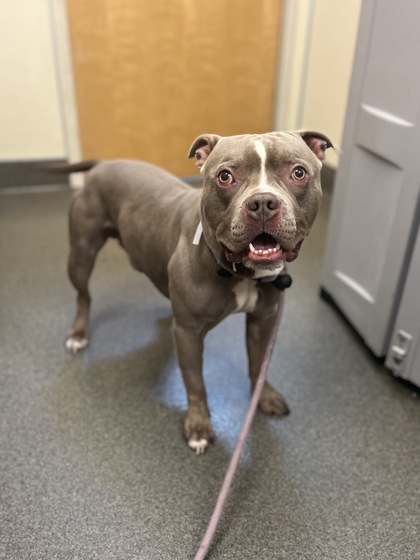 OTIS - Pit Bull Terrier / Mix available for adoption