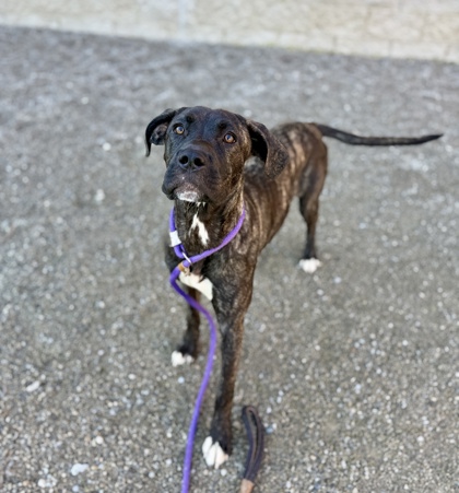 SUZIE - Mixed Breed, Large (over 44 lbs fully grown) / Mix available for adoption