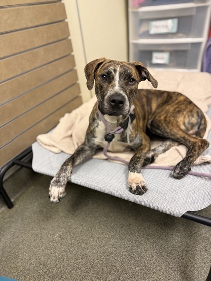 ERNEST - Mixed Breed, Large (over 44 lbs fully grown) / Mix available for adoption