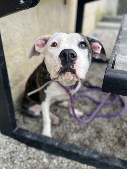 RYLEE - Pit Bull Terrier / Mix available for adoption
