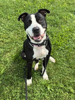 BADGER - American Pit Bull Terrier / Mix for adoption in Columbus