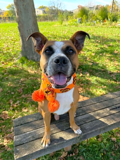 FENTON - American Pit Bull Terrier / Mix available for adoption