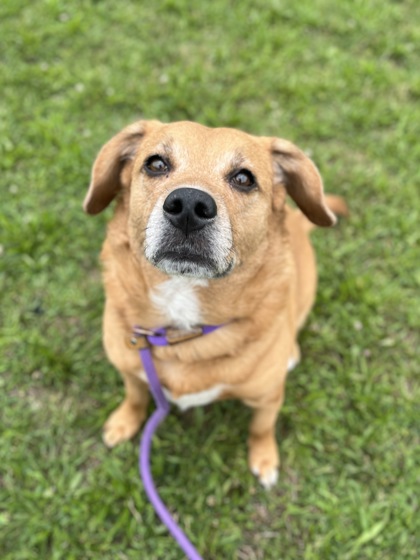 ROWDY - Mixed Breed, Large (over 44 lbs fully grown) / Mix available for adoption