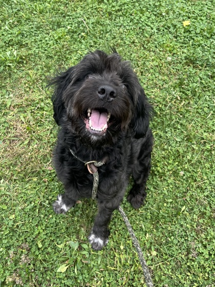 DRACULA - Standard Poodle / Mix available for adoption
