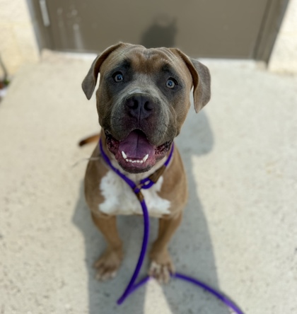 DILBERT - Pit Bull Terrier / Mix available for adoption