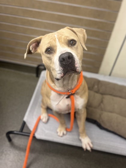 CLARA - American Pit Bull Terrier / Mix available for adoption