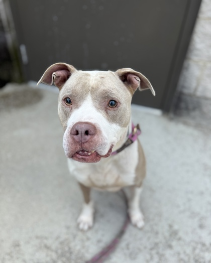 RIO - American Pit Bull Terrier / Mix available for adoption