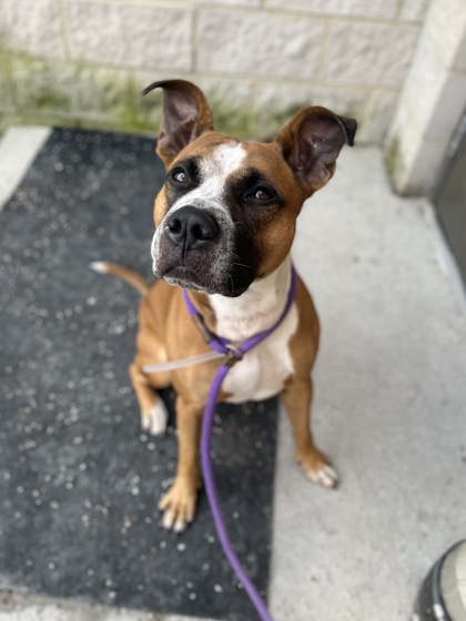 FENTON - American Pit Bull Terrier / Mix available for adoption
