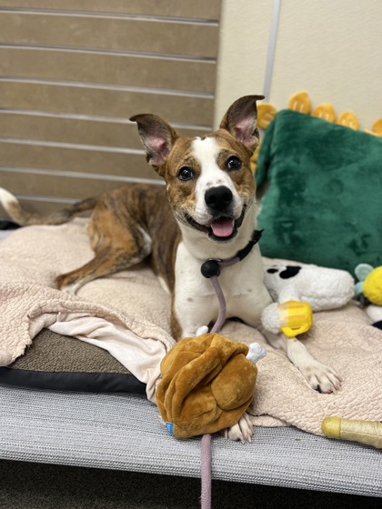 BOWIE - American Pit Bull Terrier / Mix available for adoption