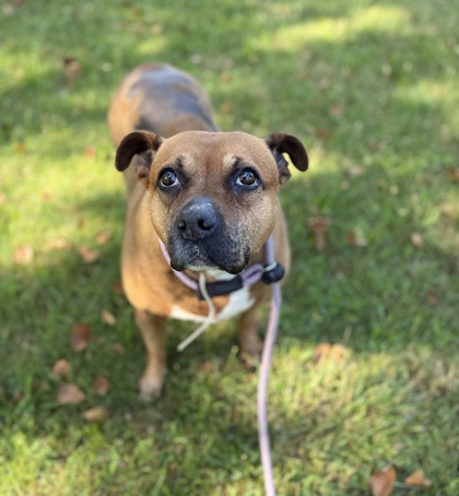 BETSY - Mixed Breed, Large (over 44 lbs fully grown) / Mix available for adoption