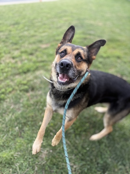 CHASE - German Shepherd / Mix available for adoption