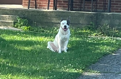 ALFREDO - American Pit Bull Terrier / Mix available for adoption