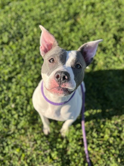 BUNNY - Pit Bull Terrier / Mix available for adoption
