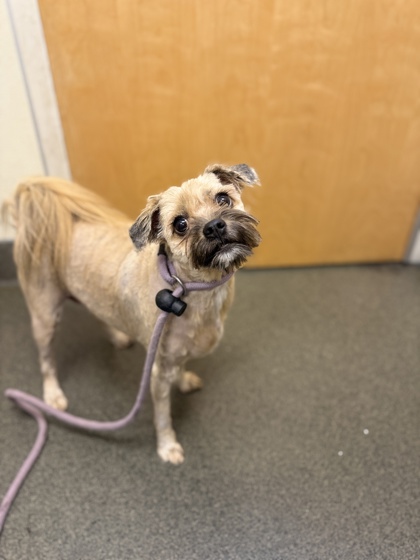 BABZ - Mixed Breed, Small (under 24 lbs fully grown) / Mix available for adoption