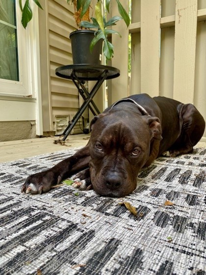 CARSON - American Pit Bull Terrier / Mix available for adoption