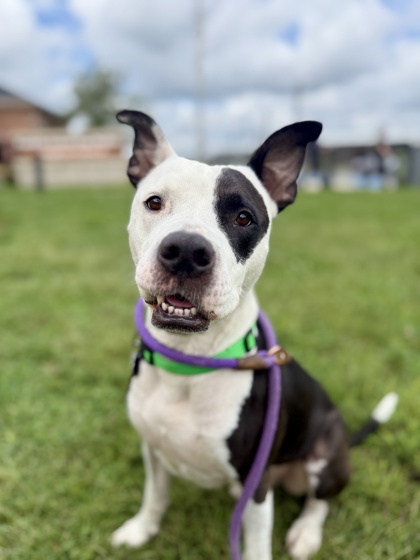MALYK - Pit Bull Terrier / Mix for adoption in Columbus